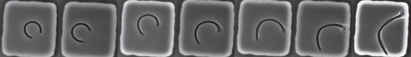 Stressed-out E.coli recovers its straight, rod-like shape over time. (Images courtesy of Lars D. Renner at the Leibniz Institute of Polymer Research and the Max Bergmann Center of Biomaterials, Dresden, Germany.)